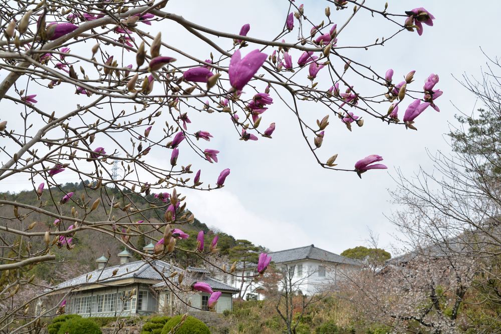 芝生広場 木蓮の花_e0373930_21445392.jpg