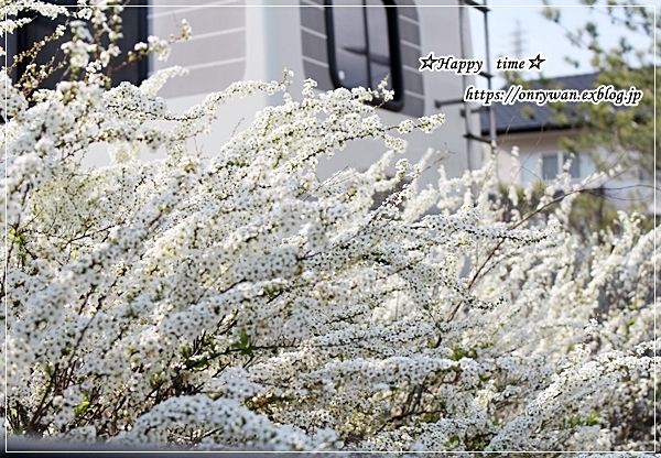 主役おかずはウインナー弁当とユキヤナギ♪_f0348032_16064423.jpg
