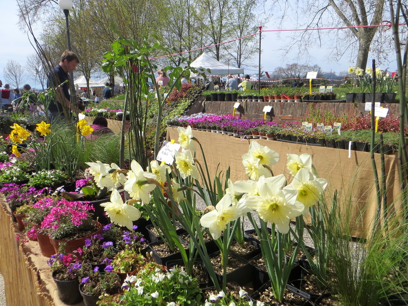 ルッカ囲む城壁の上の花の市 VerdeMura_f0234936_23432857.jpg
