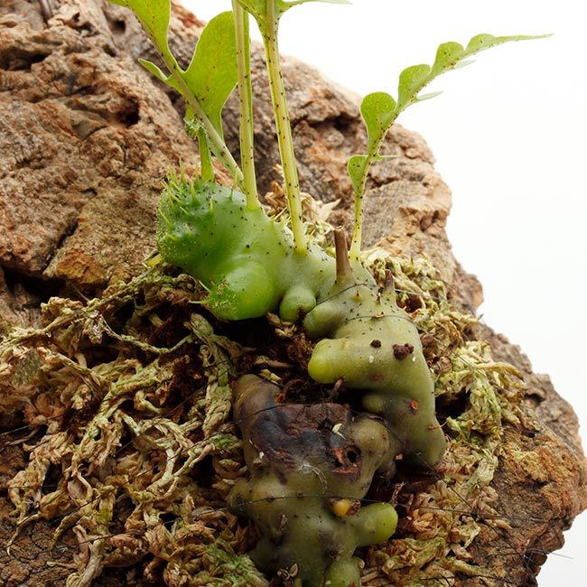 New arrival plants | 新掲載植物 アリ植物、ネペンテス New arrival plants | 新掲載植物 アリ植物、ネペンテス