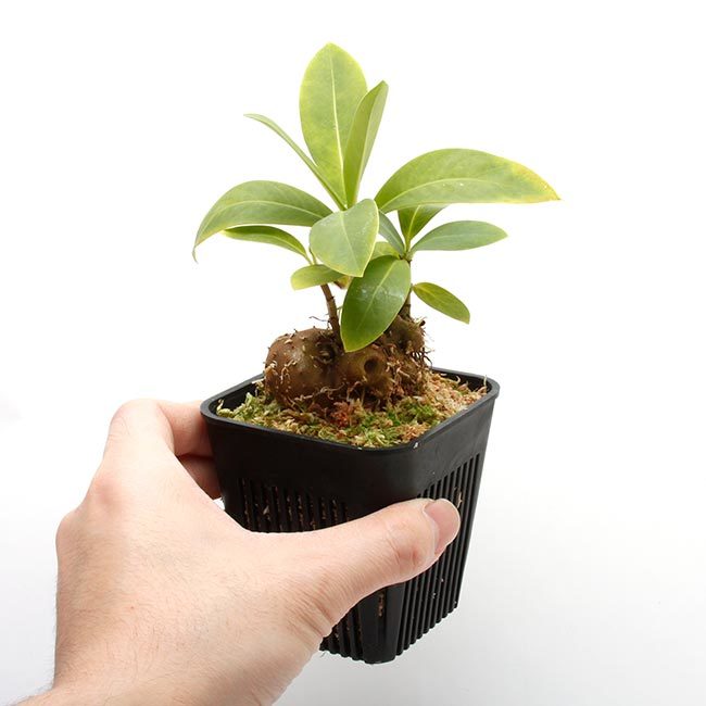New arrival plants | 新掲載植物 アリ植物、ネペンテス