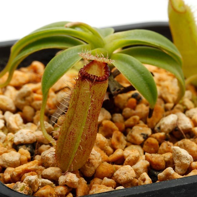 New arrival plants | 新掲載植物 アリ植物、ネペンテス