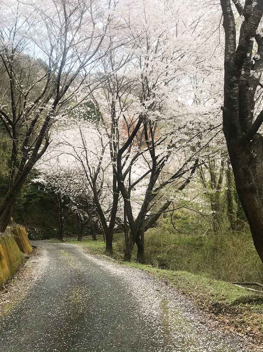 つるぎ町貞光字柴内「桜堂」と「ひょうたん桜」♪ すえドンのフォト日記