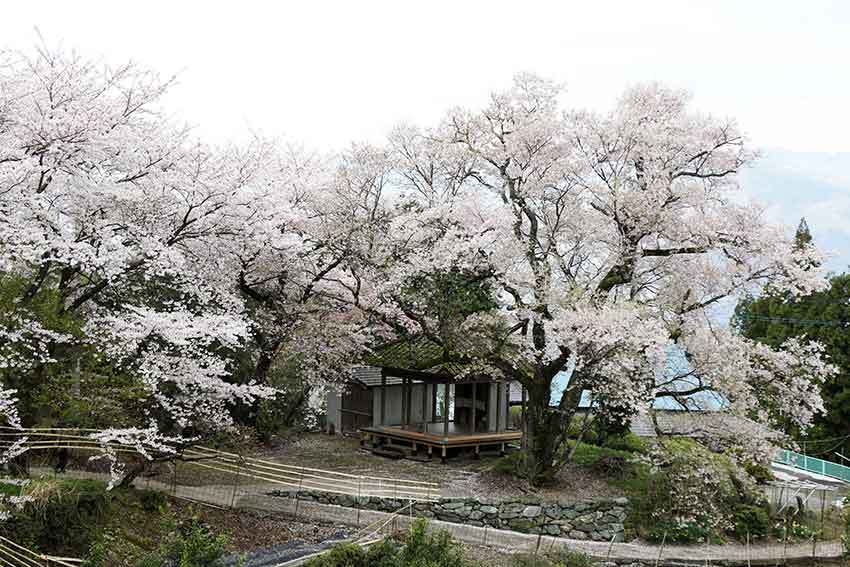 つるぎ町貞光字柴内「桜堂」と「ひょうたん桜」♪ すえドンのフォト日記