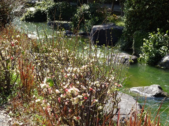 鶴見緑地 日本庭園 韓国館 彩の気まぐれ写真
