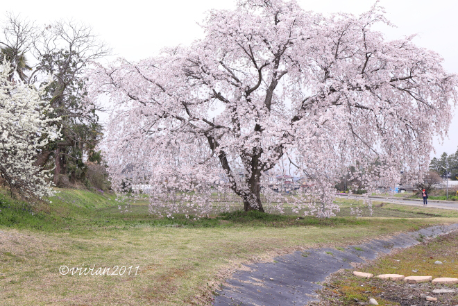 栃木市　金崎の桜を愛でる_e0227942_21331448.jpg