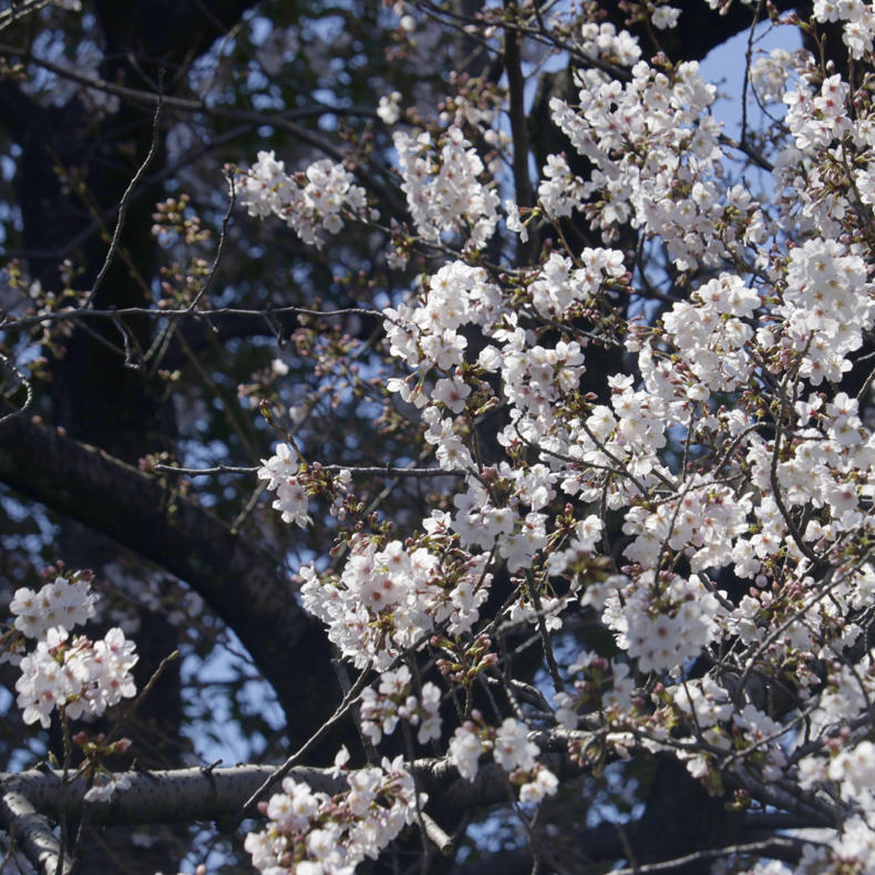 5年目のお花見クルージング_c0060143_20420908.jpg