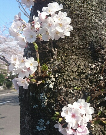 4月です。新しい年度の始まり!だけど・・・_d0256145_13304142.jpg