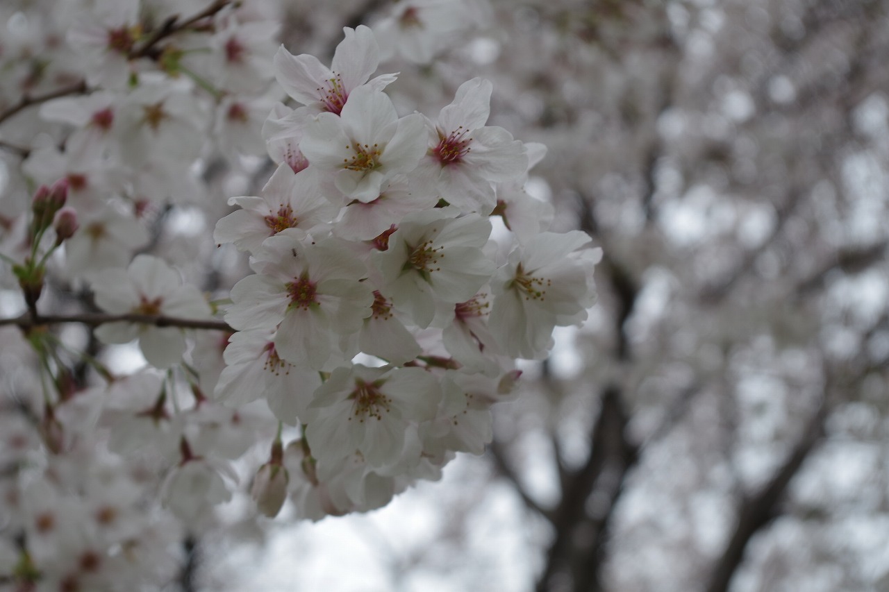 桜 _f0114346_11200682.jpg
