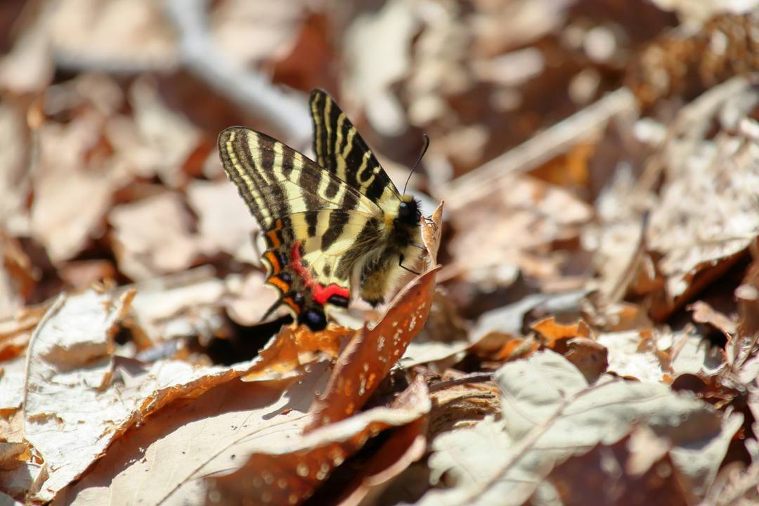 ギフチョウの舞_e0403850_21574581.jpg