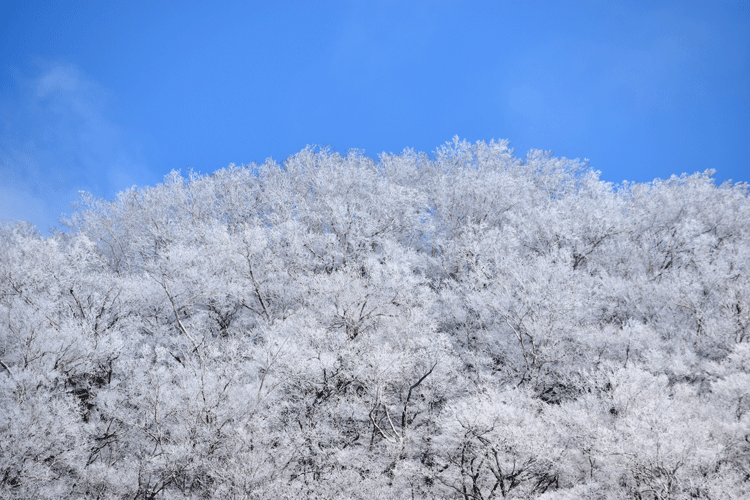 4月2日 赤城山 霧氷_a0001354_19181006.gif