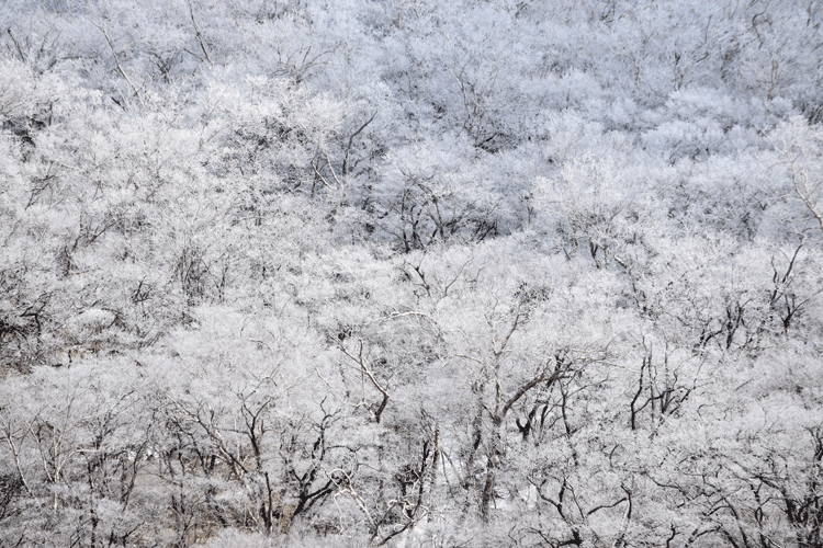 4月2日 赤城山 霧氷_a0001354_19181901.gif