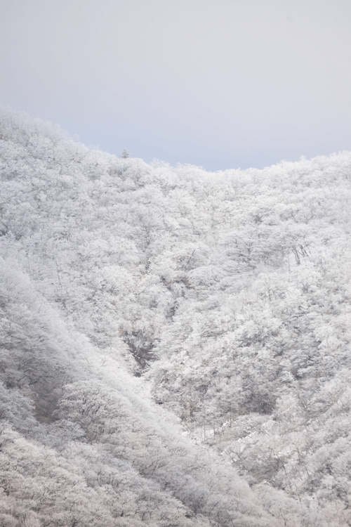 4月2日 赤城山 霧氷_a0001354_19185301.gif