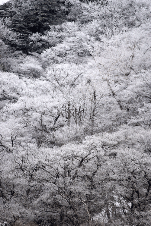 4月2日 赤城山 霧氷_a0001354_19191298.gif
