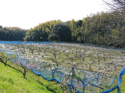 熊本梨 本藤果樹園 花咲く様子!!2020 収穫時期と開花は逆!まずは最後に収穫する『新高』の花です!_a0254656_17242868.jpg