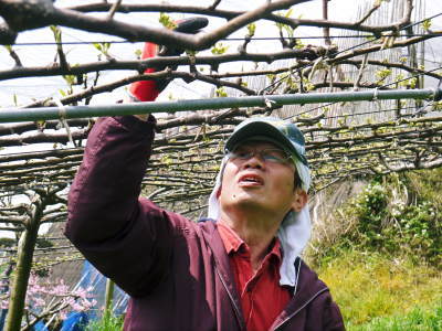 熊本梨 本藤果樹園 花咲く様子!!20230 最後に収穫する『新高』の花が満開です!収穫時期と開花順は逆!_a0254656_17390780.jpg