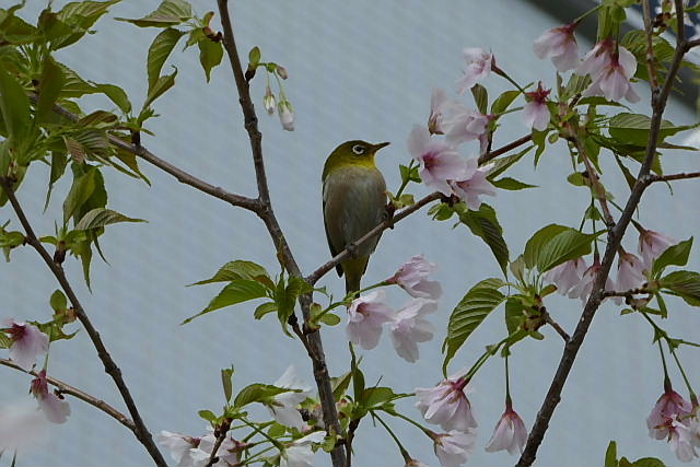 満開の大島桜と染井吉野と目白_a0030958_23123644.jpg