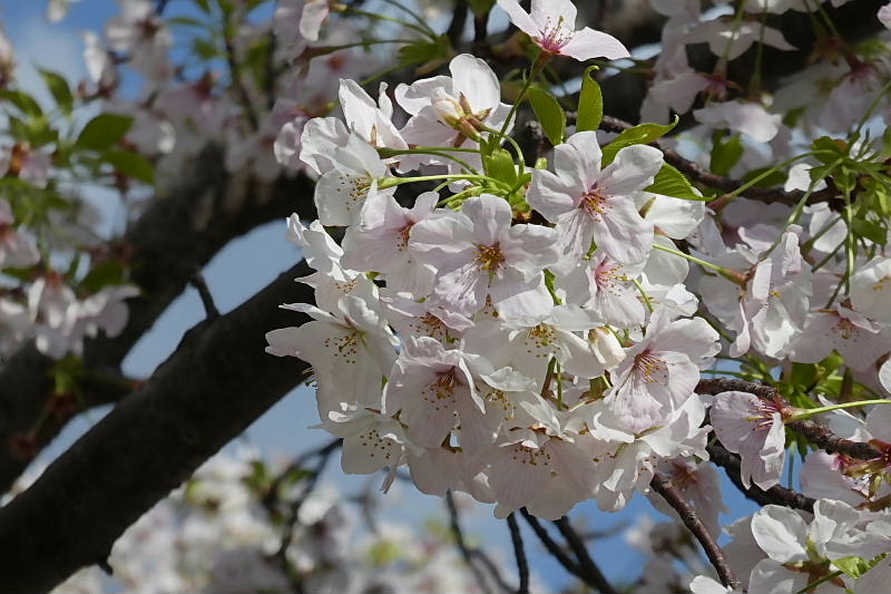 満開の大島桜と染井吉野と目白_a0030958_2341286.jpg