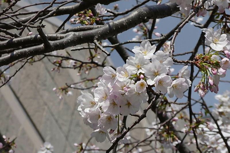満開の大島桜と染井吉野と目白_a0030958_2364988.jpg