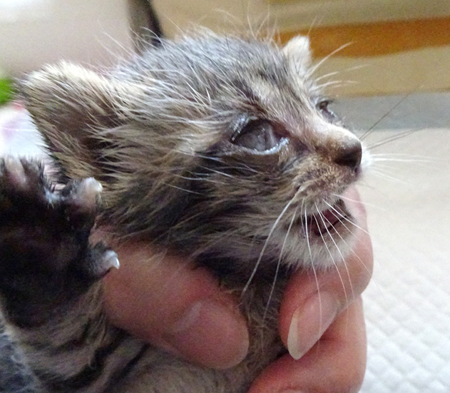 家なき猫 家なき猫