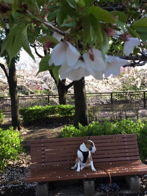 桜は満開+_b0392963_20091101.jpg