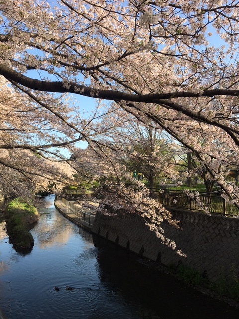 桜は満開+_b0392963_20101701.jpg