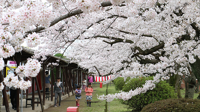 クラレの桜　２０２０_f0376067_13121798.jpg