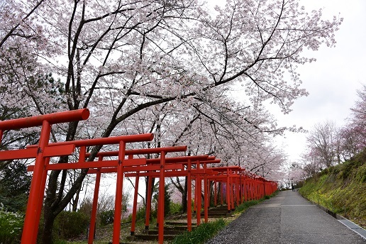 鳥居の桜とお寺の桜 丸高稲荷神社 壷阪寺 九品寺 峰さんの山あるき