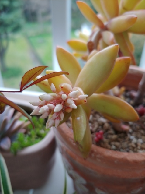 多肉の花_c0162773_18470995.jpg