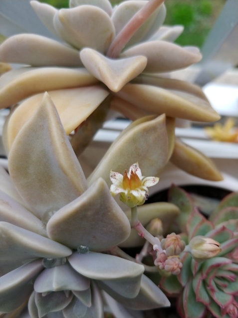 多肉の花_c0162773_18473589.jpg