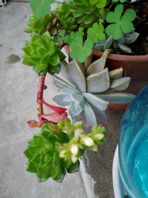 多肉の花_c0162773_18475871.jpg