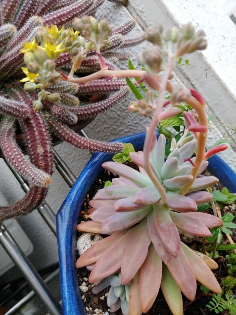 多肉の花_c0162773_18490408.jpg