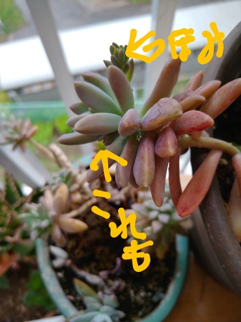 多肉の花_c0162773_18495040.jpg