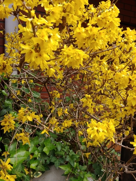 多肉の花_c0162773_18514546.jpg
