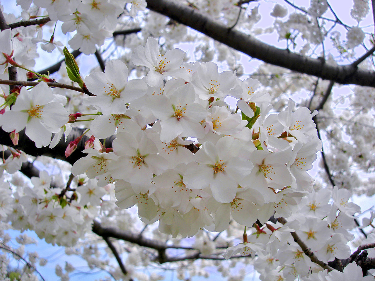 桜_f0200477_05201041.jpg