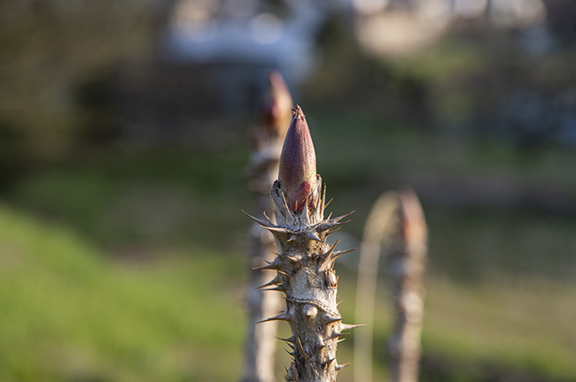 シダ植物と木の芽 良え畝のブログ