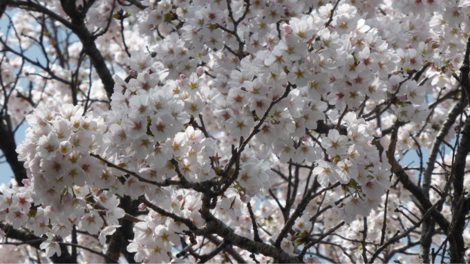 3蜜と、春(^^)_d0132688_19522325.jpg
