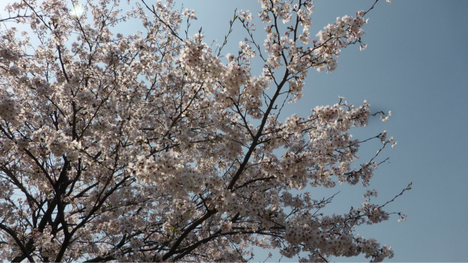 3蜜と、春(^^)_d0132688_20102920.jpg