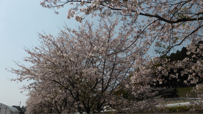 3蜜と、春(^^)_d0132688_20183436.jpg