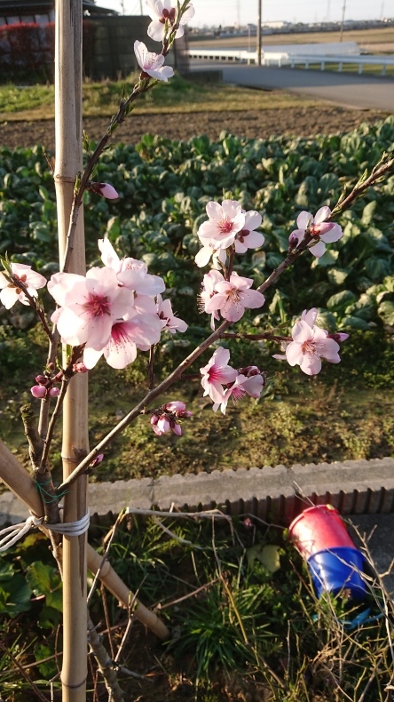 花咲く季節ですが_f0390289_18382654.jpg