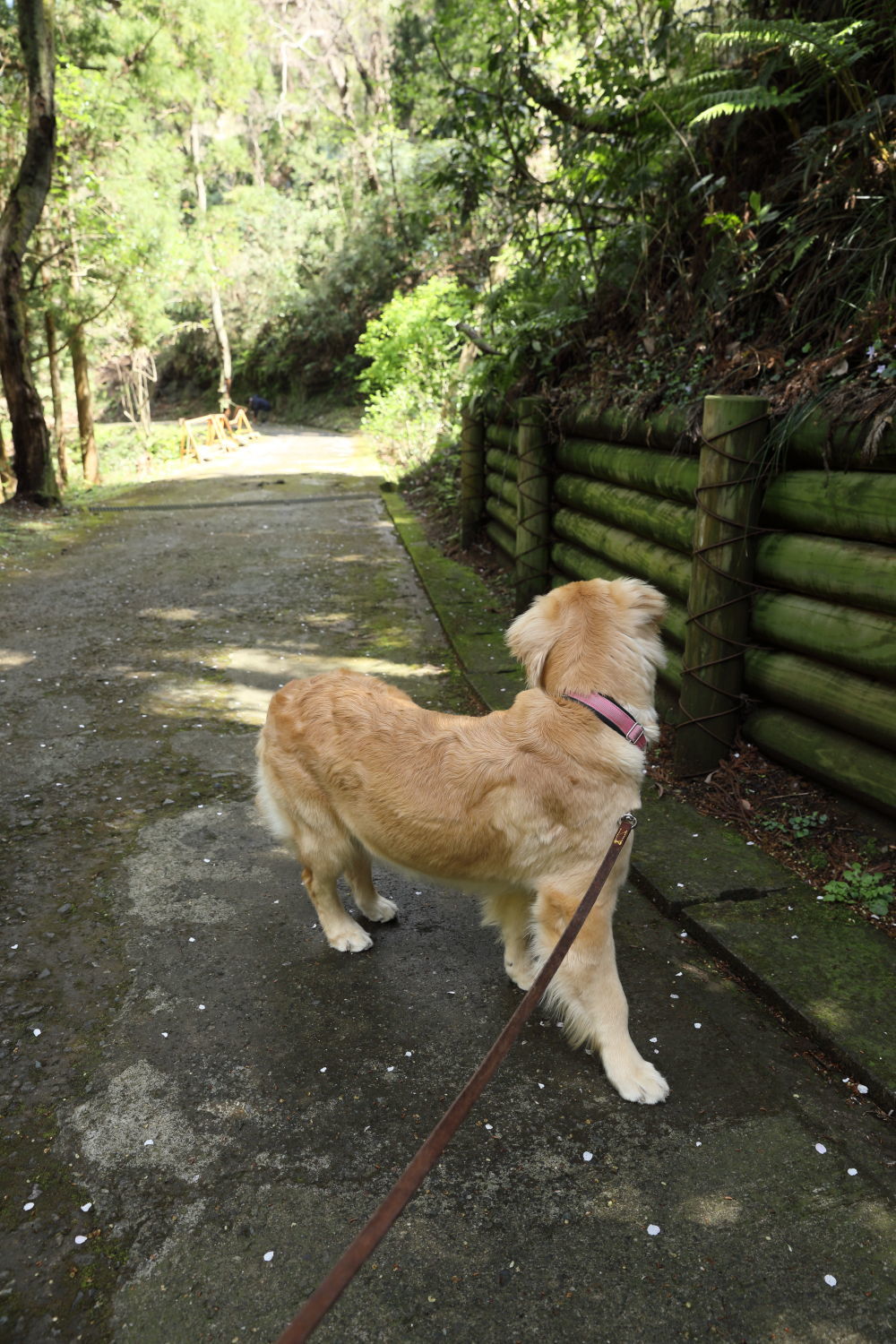 池の公園へお花見♪_b0275998_13433136.jpg