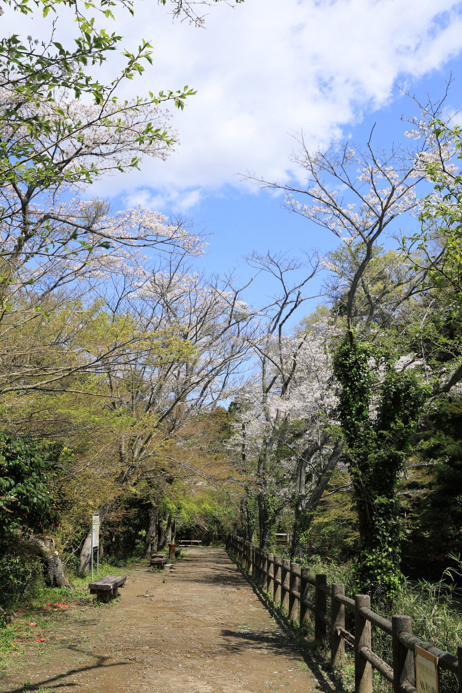 池の公園へお花見♪_b0275998_13435231.jpg