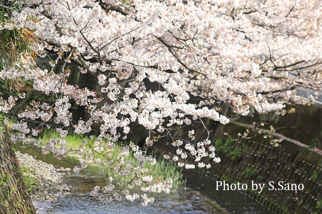 侍従川の桜（2020年4月）_b0348205_17053800.jpg