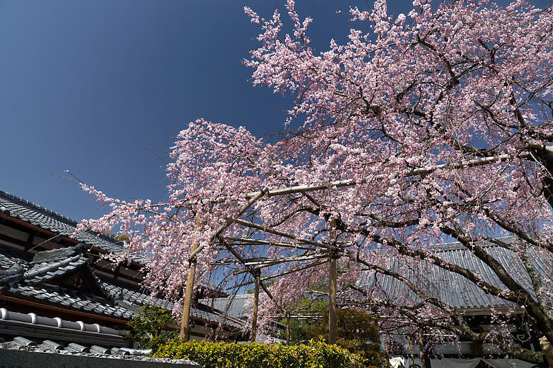 2020桜巡り@内緒のお寺_f0032011_19533229.jpg