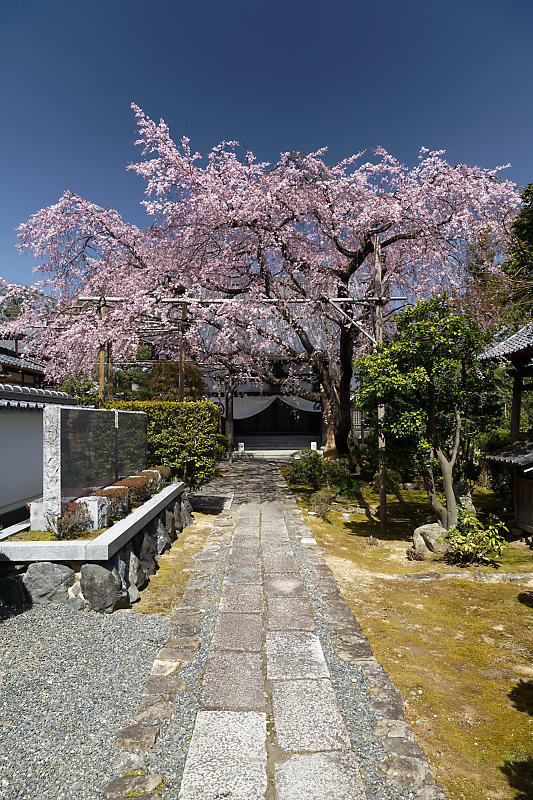 2020桜巡り@内緒のお寺_f0032011_19533259.jpg