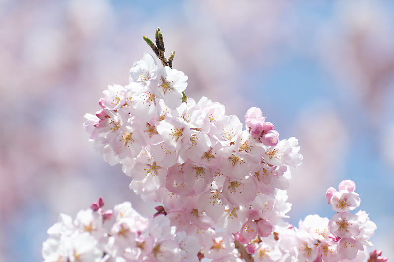 2020桜巡り@内緒のお寺_f0032011_19533300.jpg