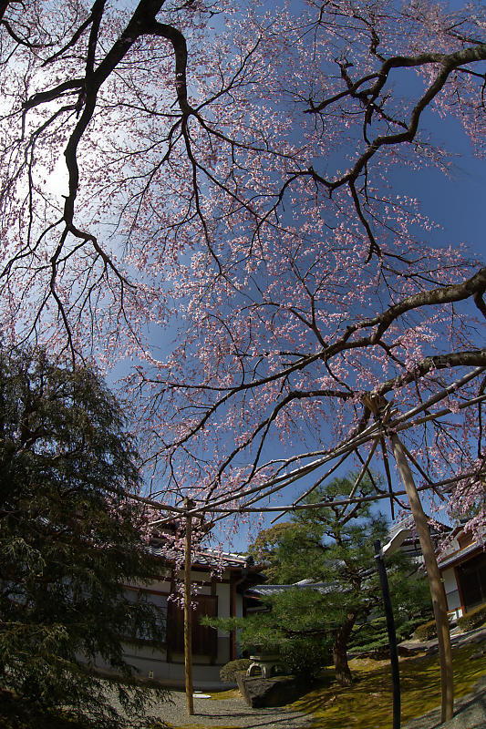 2020桜巡り@内緒のお寺_f0032011_19533311.jpg