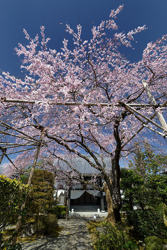2020桜巡り@内緒のお寺_f0032011_19533363.jpg
