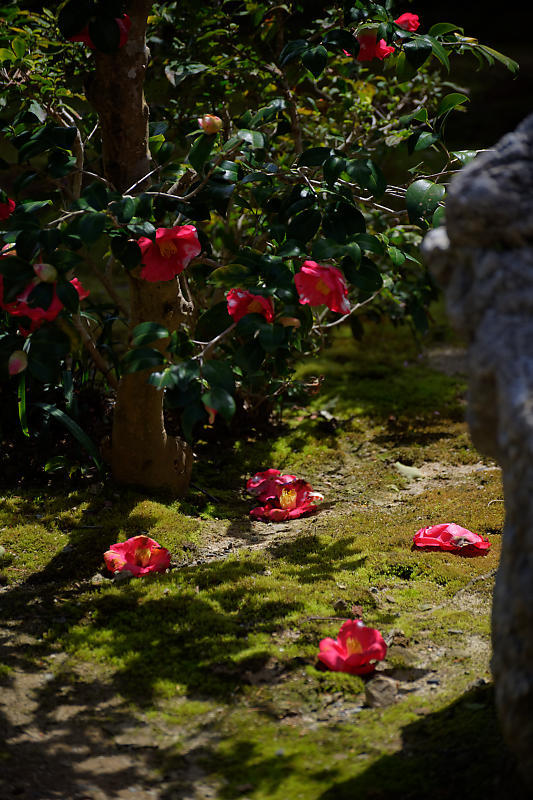 2020桜巡り@内緒のお寺_f0032011_19533365.jpg
