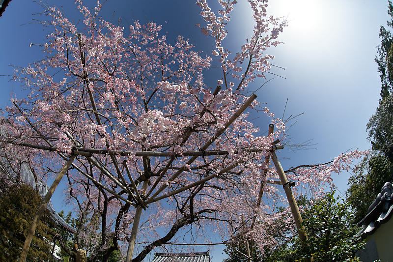 2020桜巡り@内緒のお寺_f0032011_19533397.jpg